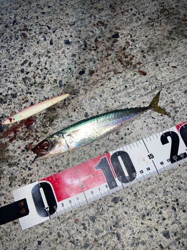 サバの釣果