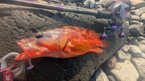 アカハタの釣果