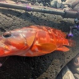 アカハタ
