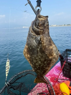 ヒラメの釣果