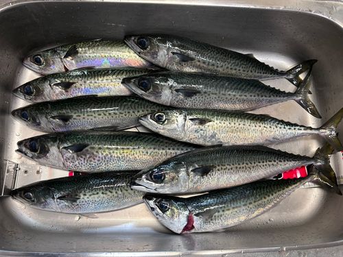 ウメイロの釣果