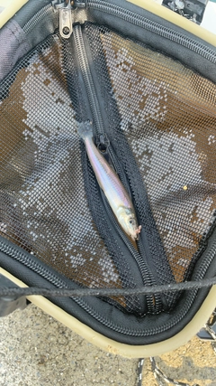 キスの釣果