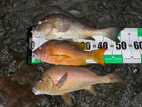 コロダイの釣果