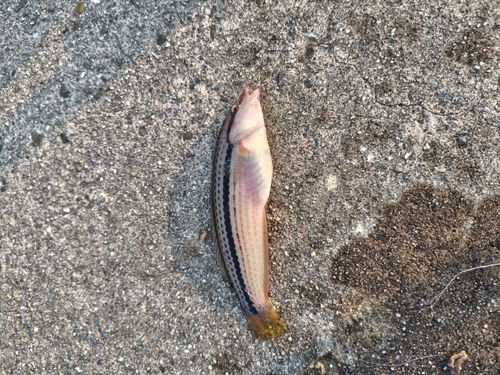 キュウセンの釣果