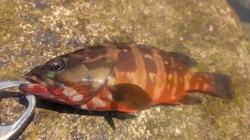 アカハタの釣果