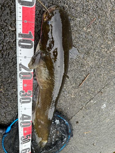 ナマズの釣果
