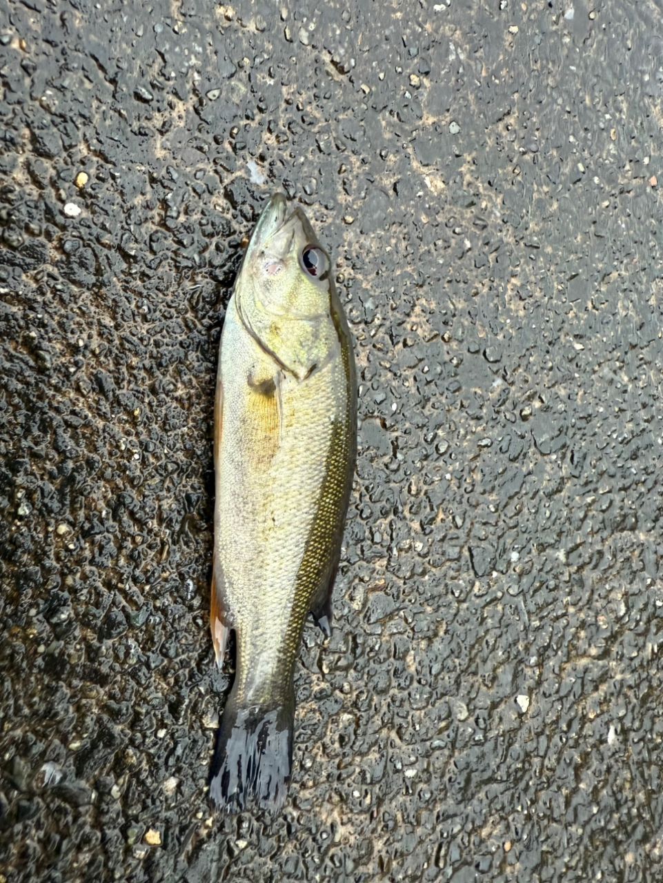 ナマズ