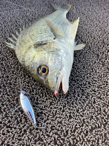 キビレの釣果