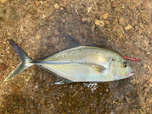 オニヒラアジの釣果