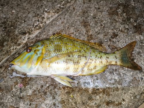 タマンの釣果