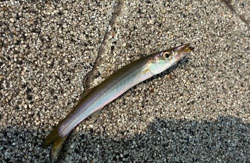 カマスの釣果