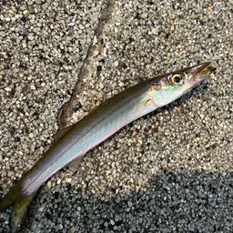 カマス