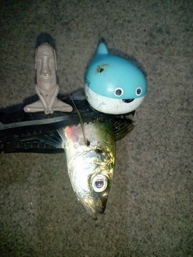 マアジの釣果