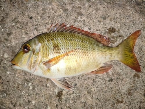 クチナジの釣果