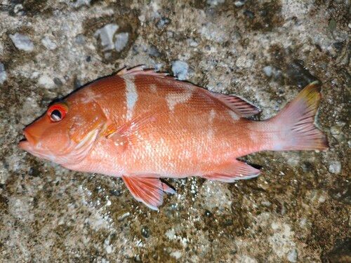 ヒメフエダイの釣果