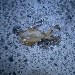 アオリイカ