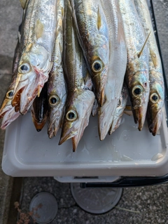 カマスの釣果