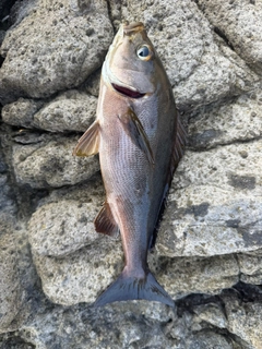 イサキの釣果