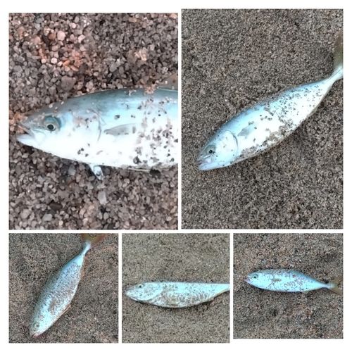ツバスの釣果