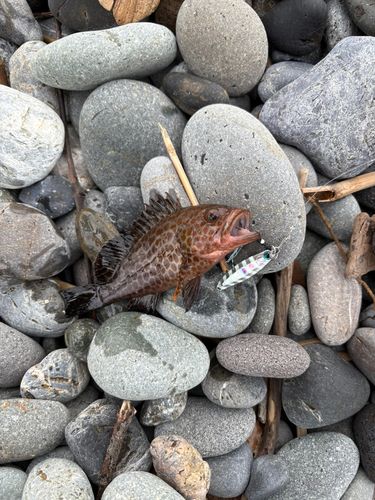 オオモンハタの釣果