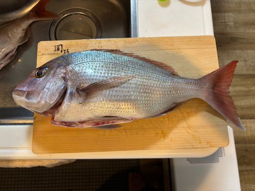 タイの釣果