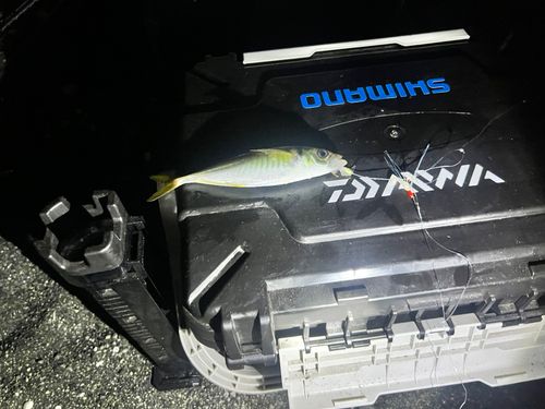 マアジの釣果