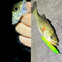 セイゴ（マルスズキ）の釣果