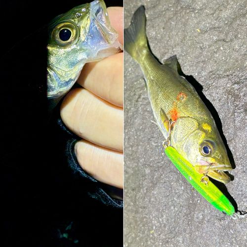 セイゴ（マルスズキ）の釣果