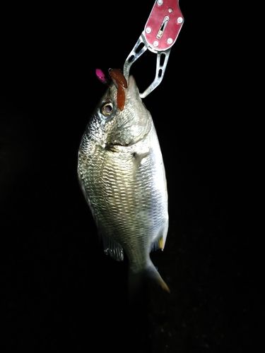 キビレの釣果