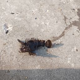 オニオコゼ