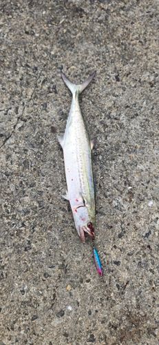 サゴシの釣果