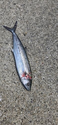サゴシの釣果