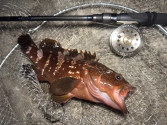 キジハタの釣果