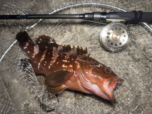 キジハタの釣果