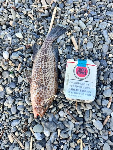 オオモンハタの釣果