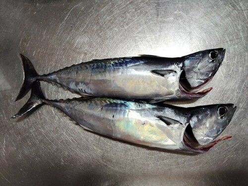 マルソウダの釣果