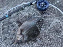 メジナの釣果