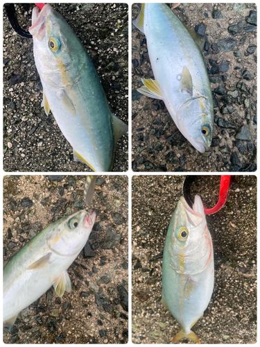 ツバスの釣果
