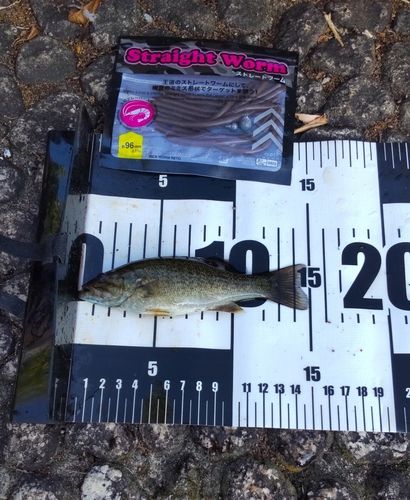 スモールマウスバスの釣果