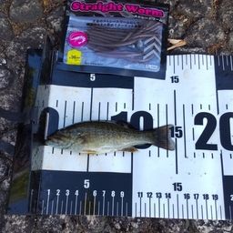 スモールマウスバス