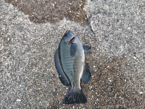 グレの釣果