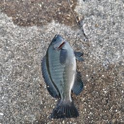 グレ