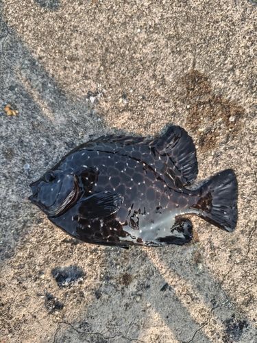 イシガキダイの釣果