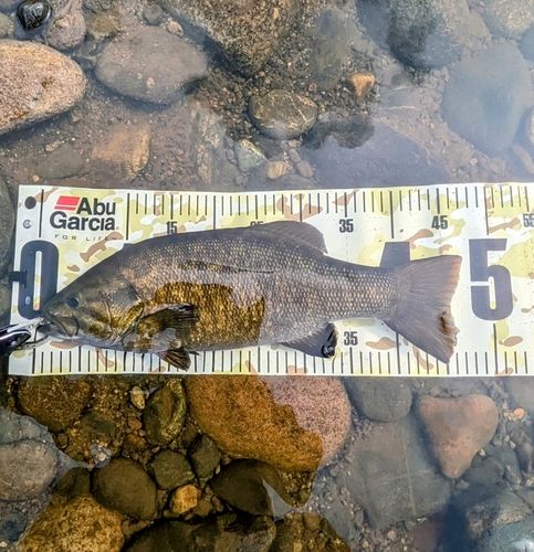 スモールマウスバスの釣果