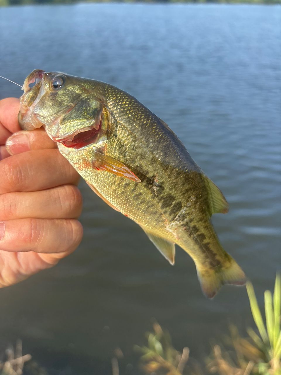 ラージマウスバス