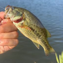 ラージマウスバス