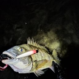 クロダイ