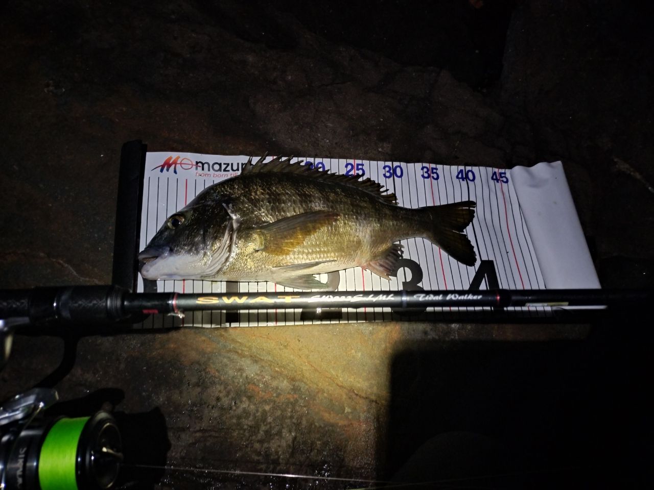 クロダイ