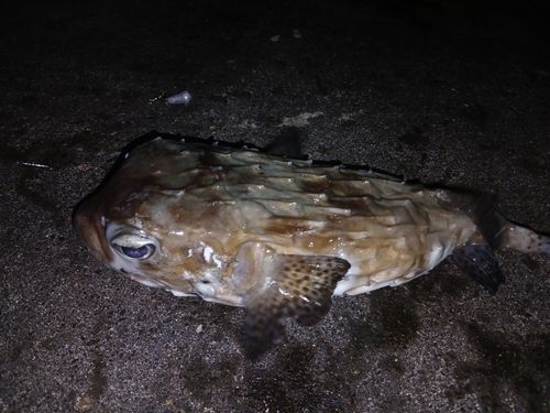 ヤガラの釣果