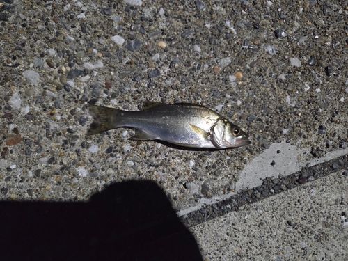 セイゴ（ヒラスズキ）の釣果